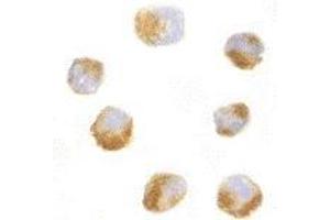 Immunocytochemistry of AES in 293 cells with AES antibody at 10 μg/ml. (AES 抗体  (N-Term))