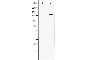 Western Blotting (WB) image for anti-Dynein, Axonemal, Heavy Chain 8 (DNAH8) antibody (ABIN1845418) (ATPase 抗体)