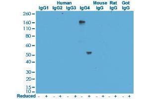 Western blot analysis of human, mouse, rat, and goat IgG using Human IgG4 monoclonal antibody, clone RM120  under 0. (兔 anti-人 Immunoglobulin Heavy Constant gamma 4 (G4m Marker) (IGHG4) Antibody)