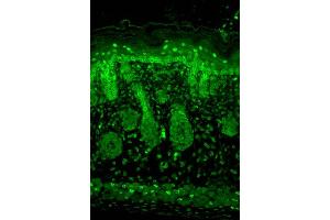 Immunohistochemistry (IHC) image for anti-Potassium Inwardly-Rectifying Channel, Subfamily J, Member 2 (KCNJ2) (AA 41-64) antibody (PerCP) (ABIN2483543)