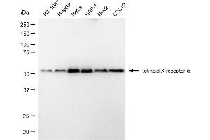 anti-Retinoid X Receptor, alpha (RXRA) antibody