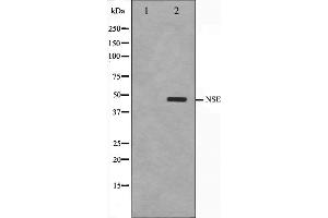 Western blot analysis on HepG2 cell lysate using NSE Antibody. (ENO2/NSE 抗体  (C-Term))