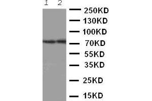 Western Blotting (WB) image for anti-ATP-Binding Cassette, Sub-Family G (WHITE), Member 4 (ABCG4) (AA 327-341), (Middle Region) antibody (ABIN3042920)