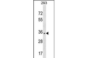 NUBP1 Antibody (Center) (ABIN1537988 and ABIN2850327) western blot analysis in 293 cell line lysates (35 μg/lane). (NUBP1 抗体  (AA 185-212))