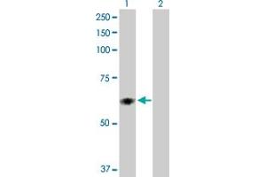 Western Blot analysis of PDIA5 expression in transfected 293T cell line by PDIA5 MaxPab polyclonal antibody. (PDIA5 抗体  (AA 1-519))