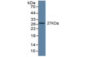 Western Blotting (WB) image for Tumor Necrosis Factor alpha (TNF alpha) ELISA Kit (ABIN6574140)