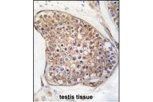 Formalin-fixed and paraffin-embedded human testis tissue reacted with TEK Antibody (C-term) (ABIN392059 and ABIN2841824) , which was peroxidase-conjugated to the secondary antibody, followed by DAB staining. (TEK 抗体  (C-Term))
