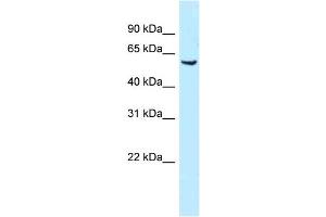 WB Suggested Anti-Meis1 Antibody Titration: 1. (MEIS1 抗体  (N-Term))