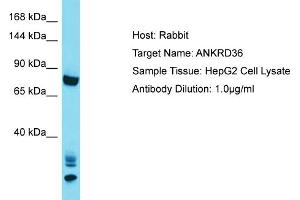 Host: Rabbit Target Name: ANKRD36 Sample Tissue: Human HepG2 Whole Cell Antibody Dilution: 1ug/ml (ANKRD36 抗体  (C-Term))