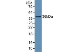 Detection of Recombinant Hpt, Rat using Polyclonal Antibody to Haptoglobin (Hpt) (Haptoglobin 抗体  (AA 70-332))