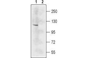 Western blot analysis of mouse brain lysate: - 1. (GRIN2C 抗体  (Extracellular, N-Term))