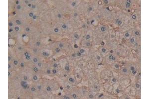 Immunohistochemistry (IHC) image for anti-Annexin A6 (ANXA6) (AA 2-251) antibody (ABIN7434836)