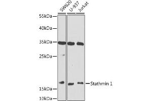 Western blot analysis of extracts of various cell lines, using Stathmin 1 antibody (ABIN6129522, ABIN6148622, ABIN6148623 and ABIN6218225) at 1:1000 dilution. (Stathmin 1 抗体  (AA 1-149))