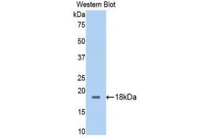 Western Blotting (WB) image for anti-Calmodulin,CAM (AA 1-149) antibody (ABIN1077890) (Calmodulin,CAM 抗体  (AA 1-149))