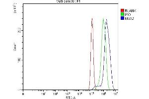 anti-Msh Momeobox 2 (Msx2) (AA 1-129) antibody