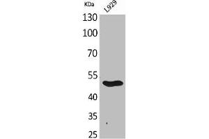 Western Blot analysis of L929 cells using GDF-9 Polyclonal Antibody (GDF9 抗体  (C-Term))