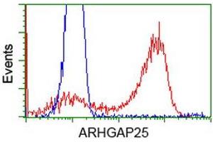 HEK293T cells transfected with either RC217414 overexpress plasmid (Red) or empty vector control plasmid (Blue) were immunostained by anti-ARHGAP25 antibody (ABIN2452774), and then analyzed by flow cytometry. (ARHGAP25 抗体)
