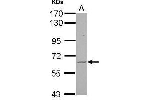 WB Image Sample (30 ug of whole cell lysate) A: U87-MG 7. (FZD9 抗体  (N-Term))