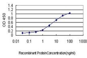 Detection limit for recombinant GST tagged HTRA2 is approximately 0. (HTRA2 抗体  (AA 359-458))