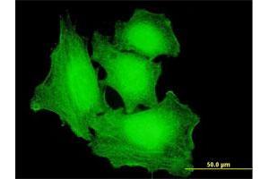 Immunofluorescence (IF) image for anti-Protein Kinase, AMP-Activated, alpha 2 Catalytic Subunit (PRKAA2) (AA 1-552) antibody (ABIN519166)