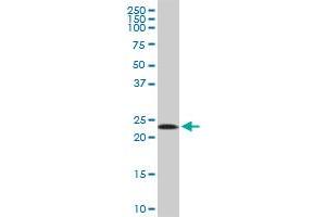 MRPL11 MaxPab polyclonal antibody. (MRPL11 抗体  (AA 1-192))