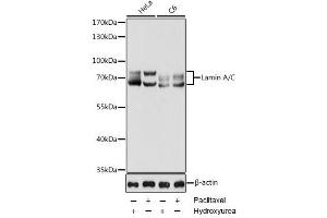 Western blot analysis of extracts of various cell lines using Lamin A/C Polyclonal Antibody at dilution of 1:1000. (Lamin A/C 抗体)
