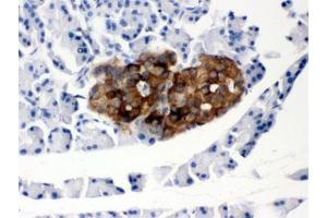 IHC testing of FFPE rat pancreas with PrP antibody. (PRNP 抗体  (AA 143-230))
