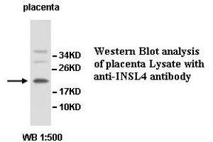 Image no. 1 for anti-Insulin-Like 4 (Placenta) (INSL4) antibody (ABIN1577261) (INSL4 抗体)
