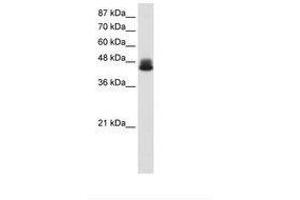 Image no. 1 for anti-Zinc Finger Protein 785 (ZNF785) (AA 91-140) antibody (ABIN6736188) (ZNF785 抗体  (AA 91-140))