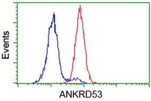 Image no. 2 for anti-Ankyrin Repeat Domain 53 (ANKRD53) (AA 1-300) antibody (ABIN1490720) (ANKRD53 抗体  (AA 1-300))