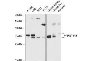 Western Blotting (WB) image for anti-Sulfotransferase Family, Cytosolic, 1A, Phenol-Preferring, Member 3 (SULT1A3) (AA 1-100) antibody (ABIN6148707)
