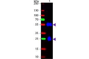Western Blot of Fluorescein Donkey Anti-Mouse IgG secondary antibody.