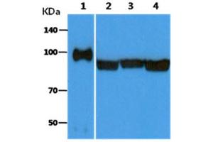 The Recombinant Human GRP94 (25ng) and Cell lysates (40ug) were resolved by SDS-PAGE, transferred to PVDF membrane and probed with anti-human GRP94 antibody (1:3000).
