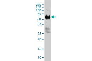IFRD2 monoclonal antibody (M01), clone 1A4-1G1 Western Blot analysis of IFRD2 expression in Hela S3 NE . (IFRD2 抗体  (AA 1-442))