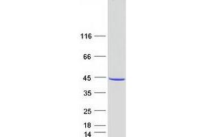 Western Blotting (WB) image for Pirin (PIR) (Transcript Variant 2) protein (Myc-DYKDDDDK Tag) (ABIN2729014)
