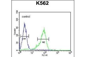GLP1 Antibody (Center) (ABIN651691 and ABIN2840362) flow cytometric analysis of K562 cells (right histogram) compared to a negative control cell (left histogram). (GLP-1 抗体  (AA 85-112))