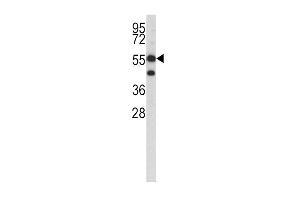 Western blot analysis of HMGCS1 antibody (C-term) (ABIN390594 and ABIN2840912) in K562 cell line lysates (35 μg/lane). (HMGCS1 抗体  (C-Term))