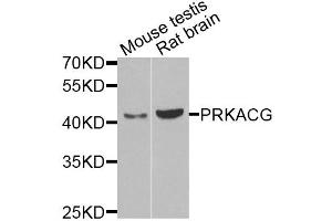 Western blot analysis of extracts of various cell lines, using PRKACG antibody (ABIN5975722) at 1/1000 dilution. (PRKACG 抗体)