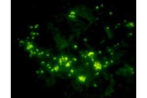 Immunofluorescent analysis of human kidney tissue slide usingRabbit Anti-c-Myc-tag Polyclonal Antibody (ABIN398404) (Myc Tag 抗体)