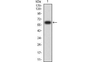Western blot analysis using CD155 mAb against human CD155 (AA: 21-343) recombinant protein. (Poliovirus Receptor 抗体  (AA 21-343))