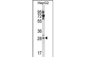 GSG1L Antibody (C-term) (ABIN657610 and ABIN2846607) western blot analysis in HepG2 cell line lysates (35 μg/lane). (GSG1-Like 抗体  (C-Term))