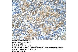 Rabbit Anti-RPL8 Antibody  Paraffin Embedded Tissue: Human Kidney Cellular Data: Epithelial cells of renal tubule Antibody Concentration: 4. (RPL8 抗体  (C-Term))