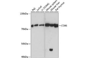 Western blot analysis of extracts of various cell lines, using CD86 antibody (ABIN7266225) at 1:1000 dilution. (CD86 抗体)