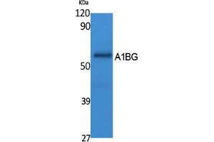 Western Blotting (WB) image for anti-alpha-1-B Glycoprotein (A1BG) (Internal Region) antibody (ABIN3187622) (A1BG 抗体  (Internal Region))