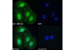Immunofluorescence (IF) image for anti-Homeobox D13 (HOXD13) (Internal Region) antibody (ABIN6391406)