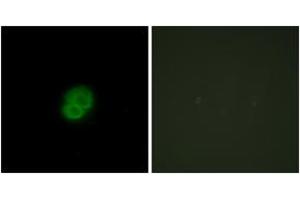 Immunofluorescence (IF) image for anti-Armadillo Repeat Containing, X-Linked 2 (ARMCX2) (AA 321-370) antibody (ABIN2889649) (ARMCX2 抗体  (AA 321-370))