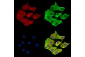 ABIN7095167 and ABIN7099223 staining Hela cells by IF/ICC. (FBXL7 抗体)