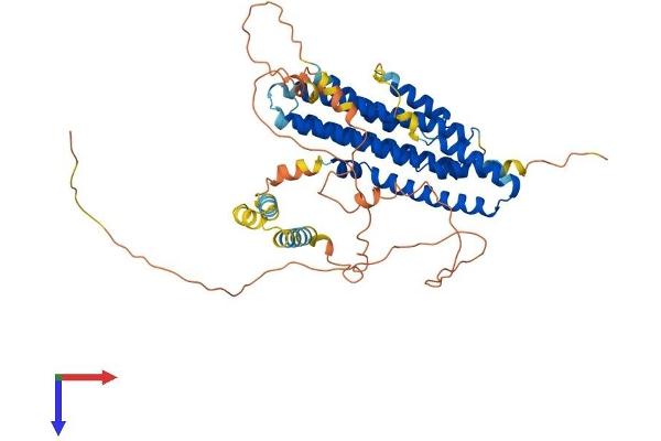 FAM114A2 Protein (AA 1-497) (His tag)