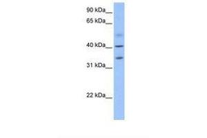 Image no. 1 for anti-Zinc Finger CCCH-Type Containing 14 (ZC3H14) (N-Term) antibody (ABIN6739430) (ZC3H14 抗体  (N-Term))