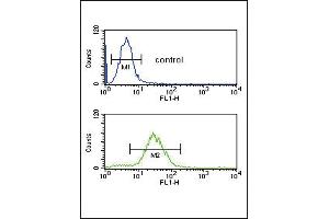 CFL1 Antibody (Center) (ABIN650759 and ABIN2839516) flow cytometric analysis of HL-60 cells (bottom histogram) compared to a negative control cell (top histogram). (Cofilin 抗体  (AA 70-98))
